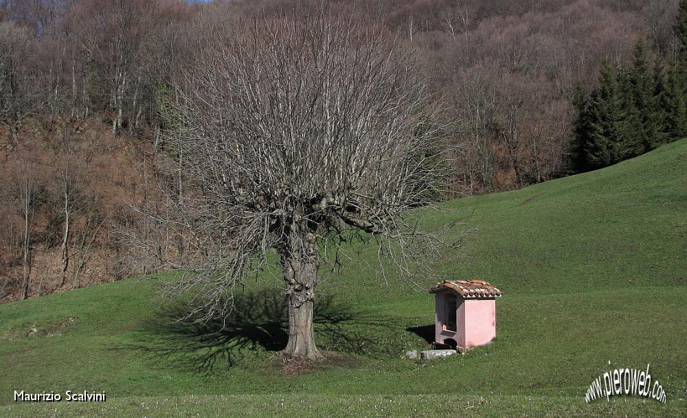 15 L'edicola e l'albero.JPG